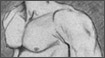 Drawings - Torso