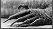Black & White Photography - The Claw