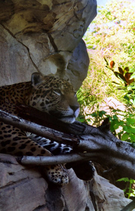 Color Photography - Leopard